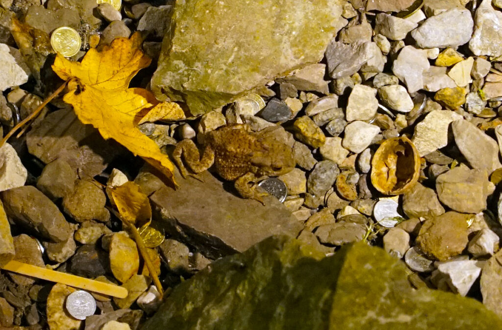 Wnętrze studni - zwykła żaba? A może książę?